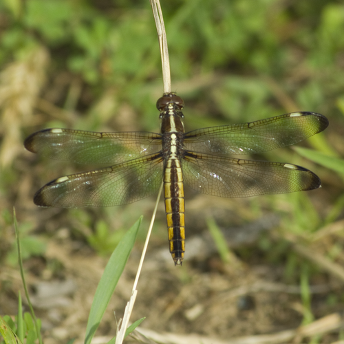 Libellula cyanea